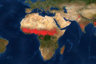 xartis afriki pyrkagies